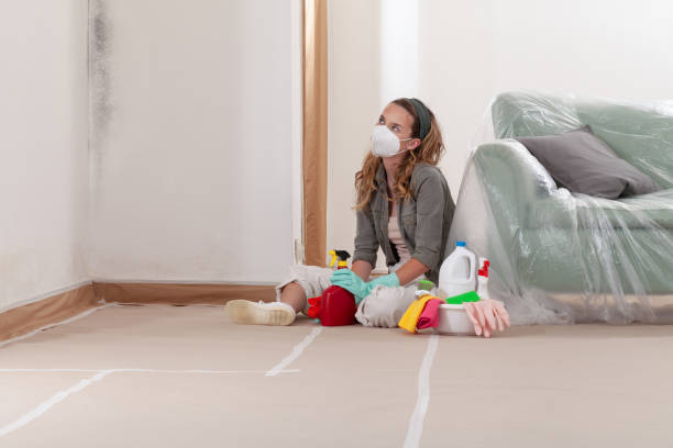 Reliable Black Mold Remediation contractor in Brandy Station, VA by 24 Hour Mold Removal