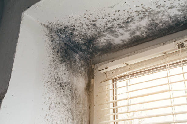 Affordable Black Mold Remediation solutions in Brandy Station, VA