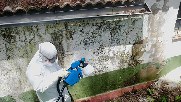 Top rated local Black Mold Remediation specialists in Brandy Station, VA